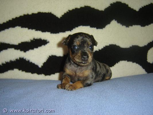 myydään prahanrottakoira www.koiratori.com-ilmoitus Myydään prahanrottakoira uros pennut syntynyt 11.03.26 kennelissä “millgret” ekl/fci. Luovutetaan rokotettuina, sirutettuina, eläinlääkärin tarkastamina ja useasti madotettuina, omaavat eu eläinlääkäri passin,eestin kennelliittoon ekl/fci sukutaulu,saa pentupaketin. Vanhemmat terveet ja tutkitut,vanhempien polvet ja silmät on tarkastettu: pl 0/0, silmät- ok. Pyydä lisätietoja sähköpostitse: millgret@gmail.com, kotisivu: http://www.millgret.breeder.ee/news_eng.html