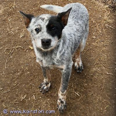 myydään paimenpoika www.koiratori.com-ilmoitus Omaa rakastavaa loppuelämän kotiaan etsii hieman yli 6kk ikäinen potentiaalinen paimenkoira vaikka maatilalle tai muuten vain aktiivisen ihmisen rinnalle lenkkeilykaveriksi. Pennun vanhemmat on australiankarjakoiria. Luonteeltaan pentu on tosi rauhallinen ja kiltti, mikä ei sinänsä ole rodunomaista eli hän ei ole sellaista mega hyperaktiivista sorttia vaikka sitä virtaa välilläkin myös löytyy. Jos kiinnostuit, niin ota yhteyttä ja kerron mieluusti hänestä lisää!