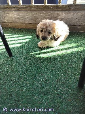 myydään poochon www.koiratori.com-ilmoitus Poochon pentu pongo  etsii omaa rakastavaa kotia. on erittäin iloinen, reipas, rohkea pentu. Ei juurikaan hauku. Todella kultainen luonne, älyä on ja pilkettä silmäkulmassa,  nopea oppimaan. Valmis rakastamaan sitä omaa ihmistä ehdoitta. Erittäin valloittava suurisydäminen persoona!on jo luovutusikäinen, käynyt ell. Tarkistuksella, sirutettu, loishäädöt asianmukaisesti hoidettu, paljon käsitelty, perheessä kasvanut, kissoihin tottunut. Synt.2.2.26. Sijainti: kuopiossa. Kokoluokka aikuisena n.5-8 kg ja n.25-29 cm.  kasvattaja myy. Turkki on leikattavaa mallia ja pientä silmävuotoa on peritty bichonfriseltä. mikäli tosissaan kiinnostuit, kerrotko hieman perheestäsi yv:llä.