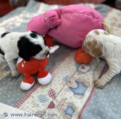 myydään cockeri www.koiratori.com-ilmoitus Pennut syntyneet suomessapennut ovat syntyneet 03.2026 ja luovutetaan aikaisintaan 7 viikon iässä eli 16.05.2026 alkaen.uusi omistaja huolehtii rokoitusohjelman mukaisesti ensinmäisen rokotuksen penulle joka on 12vk-16vk ikäisenä keran.ei ole skl.pennut kasvavat perheen arjessa, myös muihin koiriin tottuen. Pennuista odotetaan hyvin sosiaalisia ja ystävällisiä luonteeltaan sekä helposti motivoitavissa olevia. Molemmat vanhemmat ovat kotona, ja kivoja perhekoiria jotka tulee lähtökohtaisesti kaikkien ihmisten ja koirien kanssa toimeen. Isä on . Käyttölininjainen cockerspanieli paino 12 kg,erittäin komea uros .äiti on  käyttölinjainen cockerspanieli paino noin 13 kg. Pennut totutetaan varhaisesta iästä asti normaaleihin elämän asioihin kuten kynsien leikkuuseen, pesulla käymiseen ja myös vieraiden ihmisten käsittelyyn.meillä on kissa.etsimme aktiivinen, harrastava kotiei osamaksu mahdollisuuttaluovutan pennut vain hyvään kotiin jotenkerrothan itsestäsi/perheestäsi millaisen kodin pentu saisi sinultawa. Toimii 040-3200-116laitan video