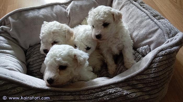 myydään bichonfrise www.koiratori.com-ilmoitus Bichon frisé -pennut etsivät omia kotejaan meillä on 10.3.2026 syntynyt ihana neljän bichon frisé -pennun pentue, josta vapaana 2 urosta ja 2 narttua. Pennut kasvavat kotona perheen keskellä, saaden paljon huomiota, hoivaa ja totuttelua arjen ääniin.pennut ovat luovutusikäisiä (8 viikon iässä).luovutettaessa pennut ovat:sirutettujaeläinlääkärin tarkastamia useaan kertaan madotettujaluonteeltaan pennut ovat iloisia, uteliaita ja ihmisrakkaita sopivat hyvin niin perheeseen kuin yksineläjällekin.toivomme pennuille vastuullisia ja rakastavia loppuelämän koteja. Kerrothan millainen koti sinulla olisi tarjota pennulle.