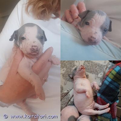 myydään Amerikankarvatonterrieri www.koiratori.com-ilmoitus Varattavissa valko-sininen Amerikankarvatonterrierin poikapentu. Syntynyt 28.3.2026. Pentu on luovutusikäinen 16.5. alkaen. Pentu madotetaan, terveystarkistetaan, sirutetaan sekä rekisteröidään Suomen Kennel liittoon normaaliprosessin mukaisesti. Mukaan annan pentupaketin, jossa mm. ruokaa, leluja ym. Pennun vanhemmat ovat perusterveitä, tutkittuja ja sosiaalisia. Asumme Mikkelissä. 