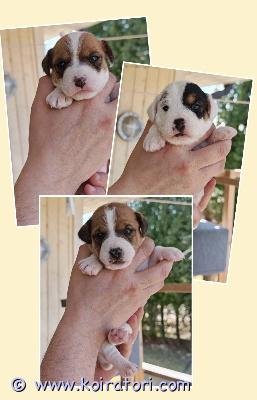 myydään parsonrussellinterrieri www.koiratori.com-ilmoitus Suloiset ja terhakkaat parsonrussellin terrierit etsivät rakastavia koteja.Pennut  1u ja 2n syntyneet suomessa 25.3 ja pennut omistaa ilmoittaja.pennut luovutetaan eläinlääkärin tarkastamina, sirutettuina ja madotettuina 3x. Ne rekisteröidään asianmukaisesti tarvittaviin rekistereihin. Mukana lisäksi pentupaketti ja kattava ohjeistus pennun kasvatuksesta.pentujen vanhemmat ovat terveitä ja kilttejä kotikoiria. Pentujen luovutus alkaen 13.5 (7vko) haluamme tavata perheet mahdollisuuksien mukaan ennen luovutusta.Parsonista saat seuraa sohvalle, tai kaikkeen aktiviteetteihin. Se on väsymätön kumppani lenkeille ja erilaisiin harrastuksiin. 