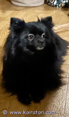 myydään kleini www.koiratori.com-ilmoitus Pirteä lenkkikaveri ja sohvalle kainaloon.terve, rokotettu ja hampaat hoidettu.mieluummin omakotitaloon. Rakastaa olla pihallah ja pysyy irti.vain rakastavaan kotiin.