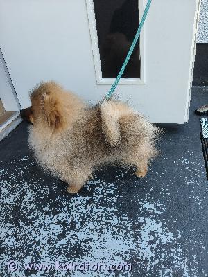 myydään pomeranian www.koiratori.com-ilmoitus Etsitään rakastavaa ja vastuullista kotia meidän koiralle.perustiedot:rotu: pomeranianikä: 4 kksukupuoli: urosväri: monivärinenrekisteröity: kyllärokotukset: annettu, madotettu ja sirutettuluonne ja käyttäytyminen:utelias, ystävällinen ja leikkisä pentu, joka tulee erittäin hyvin toimeen lasten kanssa. Oppii nopeasti uusia asioita ja on innokas osallistumaan kaikkeen tekemiseen.koulutus:ei vielä täysin sisäsiisti, mutta harjoittelu tosi hyvällä mallilla. Osaa jo kulkea hihnassa ja harjoittelee peruskäskyjä.terveys:eläinlääkärin tarkastama suomessa ja todettu terveeksi.muuta:rokotepassi, eläinlääkärin lausunto. Mukaan myös hoitotarvikkeita.valmis muuttamaan uuteen kotiin heti sopivan perheen löydyttyä.koira myydään vain hyvään ja pysyvään kotiin. Toivomme sitoutunutta omistajaa, joka ymmärtää rodun tarpeet.hinta: 1900 €sijainti: nurmijärviota rohkeasti yhteyttä ja kerro millainen koti sinulla olisi tarjota ??