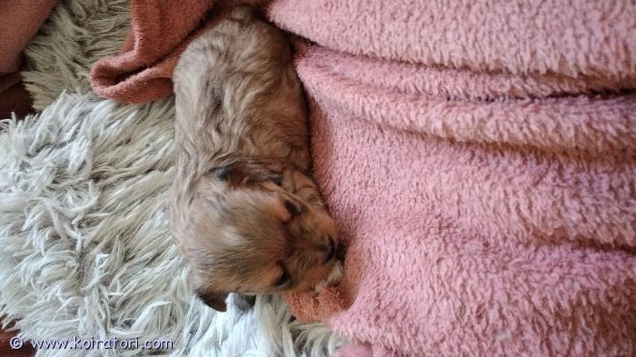 myydään kääpiökoira www.koiratori.com-ilmoitus Varattavissa 25.3 syntyneet kahden rodun suloiset mix-pennut. Pennuista tulee sosiaalisia, leikkisiä ja lempeitä kuten ovat vanhemmatkin. Kooltaan 3-4 kg. Vanhemmat ovat allergiaystävällistä rotua. Luovutus 15 5 alkaen eläinlääkärin tarkistamana, sirutettuna, rekisteröitynä sekä asianmukaisesti madotettuna.ota rohkeasti yhteyttä ja kerro samalla itsestäsi!