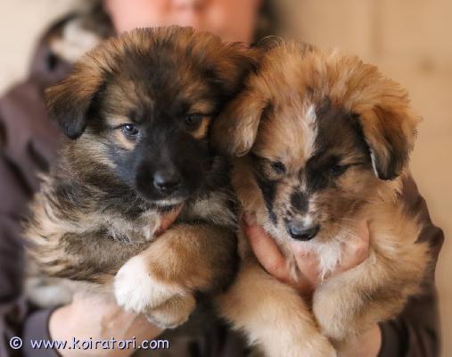 myydään paimenmix www.koiratori.com-ilmoitus Juuri seitsemän viikkoa täyttäneet pennut.sekarotuisia paimenkoiria rotuina saksanpaimen aussi valkkari ja lapinkoira.arvioitu aikuiskoko,keskikoisia noin 20-30kg ja 50-60cm.pitkäkarvaisia vapaana poikia ja tyttöjä.käyneet eläinlääkärintarkastuksessa ja sirutettu.vilkkaita ja iloisia pentuja. 