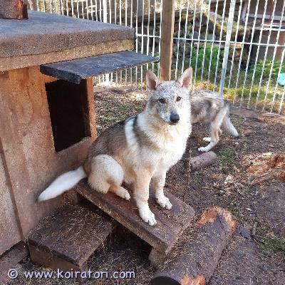 myydään sekarotuinen www.koiratori.com-ilmoitus Sekarotuinen tundra, s. 18.11.2025 kokkolassa, etsii rakastavaa kotia.hän on luonteltaan iloinen, energinen ja hauska tyttö. Ottaa aina kontaktia ensin, tykkää muista ihmisistä sekä koirista. Sopii aktiiviseen kotiin missä tykätään puuhailla koiran kanssa. Sisä-/ ja tai ulkokoiraksi.luovutetaan madotettuna, rokotettuna ensimmäinen, mikrosirutettuna ja eläinlääkärin tarkastamana. Kauppakirja, eläinlääkäritodistus sekä rokotuskortti mukaan. lisää kysymällä 0417182430, sekä kerro minkälainen koti sinulla on tarjoittavana.