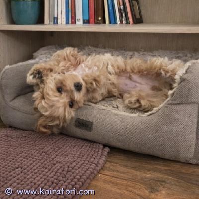 myydään maltipoo www.koiratori.com-ilmoitus Komea luovutusikuinen urospentu, synty 2.2.2026 vapaana.pentu on reipas, moneasti madotettu, eläinlääkärin tarkastama, siru, eu passi. Annettu nelosrokote , kaikki merkattu hänen passiin. Vanhemmat terveitä, hyväluonteisia pikkukoiria, kääpiövillakoira ja malta koira, ei osamaksulla, kysy lisä