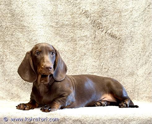 myydään mäyräkoira www.koiratori.com-ilmoitus Lyhytkarvainen urosmäyräkoira on vapaana. Ikä 4 kuukautta. Mäyräkoira on sosiaalistettu, kulkee rauhallisesti autossa ja sillä on ihana persoonallisuus. Se on täysin rokotettu ja madotettu. Sillä on paperit mukana. Ei näyttelykäyttöön.