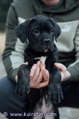MYYDääN canecorso www.koiratori.com-ilmoitus Upea urospentu vielä vastuullista ja rakastavaa kotia vailla.pentu on rekisteröity eestin kennelliittoon.rokotettu iänmukaisesti ja useasti madotettu,eläinlääkärin terveeksi tarkastama.perusjuttujen opettelu hyvällä mallilla,sisäsiisteys myös.reipas,rohkea pentu.sosiaalinen ja tottunutkin toisiin koiriin ja kissoihin.mukaan kattava pentupakkaus ja kasvattajan loppuelämän tuki.mikäli olet rotuun tutustunut,sinulla on elämän perusasiat kunnossa ja mahdollisuus tarjota pojalle maailman paras koti,ota yhteyttä puhelimitse tai whatsapp +37255628699 (puhun suomea)osamaksu mahdolisuus.