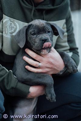 MYYDääN canecorso www.koiratori.com-ilmoitus Tämä kaunotar olisi vielä kotia vailla.roulette eli kotiväen kesken rulla on reipas ja kiltti ja tottunut toisiin koiriin ja kissoihin.rulla on syntynyt 30.12 ja on rekisteröity eestin kennelliittoon,rokotettu,sirutettu ja useasti madotettu sekä eläinlääkärin terveeksi tarkastama.vanhemmat hyväluonteiset ja terveystarkastettu.mukaan kattava pentupakkaus ja kasvattajan tuki.sijoitus myös mahdollinen (takuumaksu otetaan)jos olet rotuun tutustunut ja pennun hankinta ajankohtainen ja sinulla kaikki edellytykset siihen ota yhteyttä niin kerron lisää.+37255628699 whatsapp tai puhelimitse.