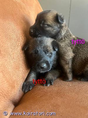 myydään malikka www.koiratori.com-ilmoitus Myydään malinois-pentujapennut syntyneet 29.03.2026.pentueessa: 3 urosta 3 narttuapennut luovutetaan 03.05.2026 alkaen. Pennut kasvavat perheessä ja tottuvat normaaleihin arjen ääniin. Luovutettaessa pennut ovat eläinlääkärin tarkastamia, madotettu. Ja vanhemmat ovat luonteeltaan todella kilttejä kotikoiria. Vanhemmat peruskoulutettuja. Suojelua harrastettu molemmilla. Laitan pennuista ja vanhemmista kuvia lisää. Tarvittaessa. Otamme varaus maksun 200€ pennusta joka vähennetään loppu summasta. Emme myy osa maksulla.... Etsimme pennuille osaavia koteja jossa ymmärretään rodun tarpeet millainen koti sinulla on tarjota ja koira kokemuksesi? kuvissa jälellä olevat pennut