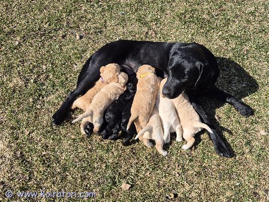 myydään labragotto www.koiratori.com-ilmoitus 22.3.2026 syntyneet labradorinnoutajan ja lagotto romagnolon risteytyspennut (ns. Labragotto).tavoitteena yhdistelmässä on lagoton tyyppinen turkki (eli allergiaystävällisempi ja vähemmän karvaa irrottava), mutta risteytyksessä ulkonäkö ja turkki voivat vaihdella yksilöittäin.luonteeltaan on odotettavissa iloisia, ihmisrakkaita ja oppivaisia perhekoiria.vanhemmat:-emä: musta noutaja, kiltti ja tasainen luonne. Paino 25 kg.-isä: lagotto, erittäin ihmisrakas ja ennakkoluuloton. Paino 18 kgpennut kasvavat lapsiperheessä.ennen luovutusta pennut:-madotetaan suositusten mukaisesti-tarkastetaan ja sirutetaan eläinlääkärin toimestarokotus 12 viikon iässä jää ostajalle.etsitään pennuille vastuullisia ja sitoutuneita koteja.kerrothan viestissäsi millainen koti sinulla on tarjota.Mukaan saa pentupaketin.vapaana 1 vaalea uros, 1 musta narttu, 3 vaaleaa narttuavarausmaksu 250€, joka vähennetään lopullisesta kauppasummasta.sijainti: varsinais-suomi, pöytyä#koiranpentu#labradorinnoutaja#lagottoromagnolo#labragotto