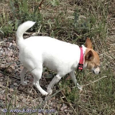 myydään toyfox www.koiratori.com-ilmoitus Aikuinen pieni upea tyttökoira etsii itselleen hyvää kotia.Terve, terveystarkastettu, paperit on, sirutettu, rekisteröity, kiva luonne.Ei terveys- tai luonneongelmia. 4-vuotias. Rotunsa hieno edustaja.Terve ja kaunis tyttö. Kaikki kunnossa.Ystävällinen, ei hauku, kotikoira ja lenkkikaveri, käyttäytyy hyvin, oppivainen, ei rähise, ei arka, osaa olla yksin ja seurassa, tykkää ihmisisistä ja seurasta.Lyhyt, helppo turkki. Paino noin 4 kg, säkä 28 cm.Kysy lisää ja tule tutustumaan ennen kun mietit varaamista.