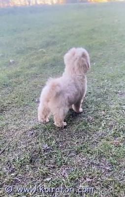 myydään maltipoo www.koiratori.com-ilmoitus Valloittava luovutusikuinen urospentu. Pentu on synty 2.2.26, moneasti madotettu, eläinlääkärin todettu terveeksi , siru eu passi. Annettu nelosrokote. Aivan ihana luonne, nopea oppia , tottele hyvin, käy ulkona ja nauttii siitä, vapaana omalla pihalla juokse.seura, oppii. Syö hyvin, nukku yöllä ei haukku. Pojalla cream haluttu väri, korvat hieman tummempi sävy, rinnassa valkoinen pilkku, turkki mahtava, hyvää harja ei takkuja ei irtokarva. Vanhemmat kääpiövillakoira ja malta molemmat hyväluonteisia opetettu , koulutettu, terveitä nuoria koiria, kysy lisä 