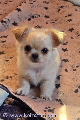 myydään chihuahua www.koiratori.com-ilmoitus Chihuahuan pentu, pitkäkarvainen, luonteeltaan erinomainen, voi elää muiden eläinten kanssa. Valmis muuttamaan uuteen kotiin. Pennulla on mikrosiru, iänmukaiset rokotukset ja eurooppalainen eläinlääkäripassi. Jos haluat lisätietoja, kuvia ja videoita, laita yksityisviestit tai whatsapp. Maksullinen toimitus helsingin satamaan. Puhelin:+37258587448