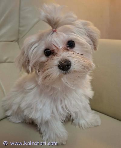 myydään MORKIE(maltankoira x yorkshirenterrieri)  www.koiratori.com-ilmoitus Aivan ihana, hellä ja hyväluonteinen, harvinaisempi, morkie rotuinen narttupentu Maija etsii kotia! Maija on syntynyt 25.11.2025 eli ikää on nyt 5kk. Maija on tosi pienikokoinen, kiltti ja rauhallinen tyttö. Maijan vanhemmat ovat terveet ja lempeäluonteiset. Yhdistelmän isä on yorkshirenterrieri ja emä on maltankoira. Maija on luovutuksessa heti. Morkie on rotuna kerrassaan hurmaava, sosiaalinen ja perhettään rakastava. Loistava perhe- ja seurakoira. Maija kuitenkin arastelee hiukan pieniä, vauvaikäisiä lapsia. Maija on tottunut toisiin koiriin sekä kissaan. Maijalle etsitään ensisijaisesti siis aikuisten ihmisten kotia tai kotia, jossa ei ole enää ihan pieniä, konttausikäisiä lapsia. Mikäli morkie on rotusi ja sydämesi sulaa juuri Maijalle sekä pennunhankinta on varma niin ota yhteyttä. Mikäli luotasi löytyy Maijalle luotettava koti niin kerro jo ensimmäisessä yhteydenotossasi kodistasi, nimesi sekä numerosi. Ei osamaksumahdollisuutta.