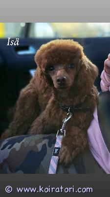 myydään kääpiövillakoira www.koiratori.com-ilmoitus Meillä on kasvamassa punaisia kääpiövillakoiran pentuja 2 narttua ja 1 uros vapaana, joille etsitään hyvät ja vastuulliset kodit. Luovutus toukokuun lopussa.vanhemmat ovat terveitä, tavallisia kotikoiria. Emo on rauhallinen ja järkevä, isä taas avoin ja energinen. Molemmat tulevat hyvin toimeen muiden koirien ja lasten kanssa, ja samantyyppistä luonnetta odotetaan myös pennuille.toiveena on löytää koteja, joissa tiedetään mitä villakoiran kanssa eläminen tarkoittaa ja ollaan valmiita sitoutumaan koiraan pitkäksi aikaa.jos olette oikeasti harkinneet villakoiranpentua ja tuntuu, että tästä voisi löytyä sopiva uusi perheenjäsen, laittakaa viestiä ja kertokaa vähän itsestänne ja millaiseen kotiin pentu olisi tulossa.