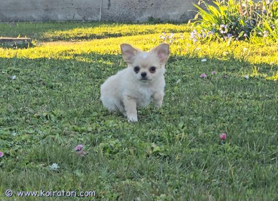 myydään chihuahua www.koiratori.com-ilmoitus Chihuahuan pentu, pitkäkarvainen, luonteeltaan erinomainen, voi elää muiden eläinten kanssa. Valmis muuttamaan uuteen kotiin. Pennulla on mikrosiru, iänmukaiset rokotukset ja eurooppalainen eläinlääkäripassi. Jos haluat lisätietoja, kuvia ja videoita, laita yksityisviestit tai whatsapp. Maksullinen toimitus helsingin satamaan. Puhelin:+37258587448