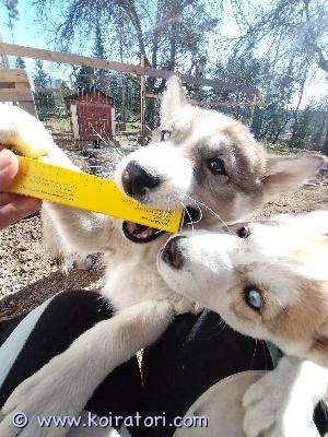 myydään siperianhusky www.koiratori.com-ilmoitus 22.2.2026 syntyneestä pentueesta vielä kaksi narttupentua etsii sitä omaa paikkaansa.pennut ovat jo luovutertavissa, ovat madotettu 4x, eläinlääkärin tarkistamia, siruttamia ja kennelliittoon rekisteröityjä (kennel tomorrows fighter).likat etsivät aktiivisia koteja, joissa ymmärretään koirien päälle.emä on hyvin lapsirakas, irtipidettävissä, mutta saalisviettiä löytyy. Kuuliainen, nöyrä ja lempeä kaikille, mutta vetokoirana ei se paras mahdollinen.isä on nöyrä, hiljainen ja rakastaa ihmisiä tarhan läpi, mutta kohdattaessa, mielummin alkuun katselee sivusta jonka jälkeen nuolee kaikkien naamat puhtaiksi. Vetokoirana vahva ja kova into, aina valmis töihin.pennut ovat tottuneet sisällä sekä ulkona eloon, taaperoikäisiin lapsiin ja perus kodin ääniin. Hyvin iloisia kaikkia rakastavia vetokoiran alkuja.hinta 1200, täydellisen kodin kohdatessa voidaan neuvotella osamaksusta.
