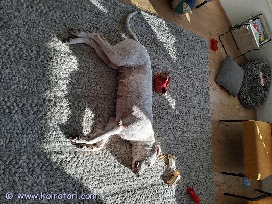 myydään dogoargentino www.koiratori.com-ilmoitus Terve ja hyväluonteinen 6.5v koira aktiiviseen kotiin, elämäntilanteen muuttumisen vuoksi. Luovutetaan vain harkiten vastuulliselle, kokeneelle henkilölle. Uudella omistajalla on oltava kokemusta ks. Rodusta tai vähintään vastaavista vaativista koiraroduista.