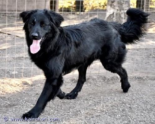 myydään seropi www.koiratori.com-ilmoitus Omaa kotia etsii vielä äidin (myös isä tavattavissa) helmoissa pyörivä kohta yksi vuotias seropineiti muru. vilkas, vahtii, viihtyy ulkona ja sohvalla. ei ensimmäiseksi koiraksi, eikä kerrostaloon. Ainoaksi tai uroksen kaveriksi, fiksu, oppii nopeaa, oman ihmisen koira, ei välitä vieraista. lisätiedot säpolla. 