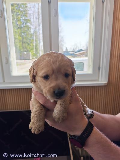 myydään labragotto www.koiratori.com-ilmoitus 22.3.2026 syntyneet labradorinnoutajan ja lagotto romagnolon risteytyspennut (ns. Labragotto).tavoitteena yhdistelmässä on lagoton tyyppinen turkki (eli allergiaystävällisempi ja vähemmän karvaa irrottava), mutta risteytyksessä ulkonäkö ja turkki voivat vaihdella yksilöittäin.luonteeltaan on odotettavissa iloisia, ihmisrakkaita ja oppivaisia perhekoiria.vanhemmat:-emä: musta noutaja, kiltti ja tasainen luonne. Paino 25 kg.-isä: lagotto, erittäin ihmisrakas ja ennakkoluuloton. Paino 18 kgpennut kasvavat lapsiperheessä.ennen luovutusta pennut:-madotetaan suositusten mukaisesti-tarkastetaan ja sirutetaan eläinlääkärin toimestarokotus 12 viikon iässä jää ostajalle.etsitään pennuille vastuullisia ja sitoutuneita koteja.kerrothan viestissäsi millainen koti sinulla on tarjota.mukaan saa pentupaketin.varausmaksu 250€, joka vähennetään lopullisesta kauppasummasta.sijainti: varsinais-suomi, pöytyä#koiranpentu#labradorinnoutaja#lagottoromagnolo#labragotto