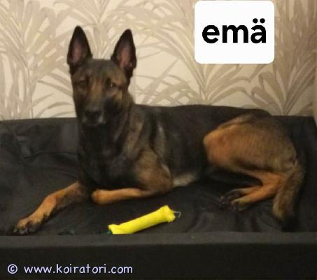 myydään malikka www.koiratori.com-ilmoitus Belgianpaimenkoira Malinois -pentuja aktiivisiin koteihinMyynnissä upea ja tasapainoinen pentue 29.03.2026 syntyneitä  Pentueessa on 3 urosta ja 3 narttua.Pennut kasvavat kotioloissa perheen keskellä, jossa ne tottuvat arjen ääniin, ihmisiin ja käsittelyyn jo varhaisessa vaiheessa. Ne saavat turvallisen ja sosiaalisen alun elämälleen.Molemmat vanhemmat ovat hyväluonteisia, kilttejä ja tasapainoisia kotikoiria. Niiden kanssa on harrastettu monenlaista  ja ne ovat peruskoulutettuja.Vanhemmat ovat nähtävissä kotonamme. LuovutusPennut ovat luovutusikäisiä 17.05.2026 alkaen (7 viikon iässä). Pennut luovutetaan Eläinlääkärin tarkastamina (todistus mukaan) Asianmukaisesti madotettuina SirutettuinaKokonais hinta: 1000 €Varausmaksu: 200 € (vähennetään loppusummasta)Maksuehto: Ei osamaksuaEtsimme pennuille aktiivisia ja osaavia koteja, joissa ymmärretään rodun energisyys ja koulutustarve. Aiempi koirakokemus katsotaan eduksi.Malinois sopii parhaiten harrastavaan kotiin, jossa koira saa riittävästi liikuntaa, tekemistä ja koulutusta.Kerrothan viestissäsi:Millainen koti sinulla on tarjotaAiempi koirakokemuksesiSuunnitelmasi pennun kanssa (esim. harrastukset)Lisäkuvia pennuista ja vanhemmista saat pyydettäessä. Jäljellä enään 1 narttu ja uros pentu 