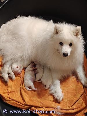 myydään japaninpystykorvan www.koiratori.com-ilmoitus Syntynyt  19.04.2026 luovutus 07.06.2026emä:tähti nallen haruisä: schenks marcus 1xsert.vanhemmat omaavat aivan ihanan luonteen ja ovat nähtävillä kennelissä.pentu luovutetaan madotettuina,eläinlääkärintarkistamana, sirutettuna,rekisteröityinä,pentupaketin ja kuljetusboksin kanssa.jos olet kiinnostunut saamaan tämän ihanan pienen karvapalleron niin soittele kerron mielleläni lisää.puh:0400-412874