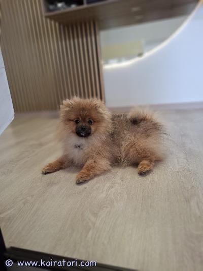 myydään pomeranian www.koiratori.com-ilmoitus 4 kk vanha suloinen pentu, rekisteröity,rokotukset annettu, madotettu ja sirutettu.luonne ja käyttäytyminen:utelias, ystävällinen ja leikkisä pentu, joka tulee erittäin hyvin toimeen lasten kanssa. Oppii nopeasti uusia asioita ja on innokas osallistumaan kaikkeen tekemiseen.koulutus:ei vielä täysin sisäsiisti, mutta harjoittelu tosi hyvällä mallilla. Osaa jo kulkea hihnassa ja harjoittelee peruskäskyjä.terveys:eläinlääkärin tarkastama ja todettu terveeksi.muuta:rokotepassi, eläinlääkärin lausunto. Mukaan myös hoitotarvikkeita. Joudutaan luopumaan koirastamme koska lapsella ilmennyt allergiaa.valmis muuttamaan uuteen kotiin heti sopivan perheen löydyttyä.sijainti: nurmijärviota rohkeasti yhteyttä ja kerro millainen koti sinulla olisi tarjota.