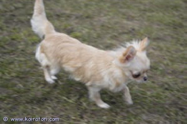 MYYDääN chihuahua www.koiratori.com-ilmoitus Pieni chihuahua-tyttö, paino 1,5 kg, etsii uutta kotia .iloinen, kaunis, hyväluonteinen, terve .syntynyt 15.08.2025 .lisätietoja :kitanakitana1234@bk.ru