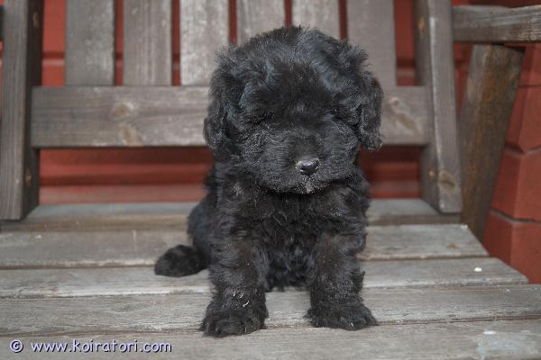 myydään Schnoodletytöt www.koiratori.com-ilmoitus Suomessa 6.3.2026 syntyneistä schnoodleista jäljellä kaksi narttupentua. Pentujen odotettavissa oleva aikuiskoko on noin kahdeksan kiloa. Pennuissa on 1/4 snautseria ja 3/4 villakoiraa; pentujen emä on schnoodle (kääpiösnautseri x keskikokoinen villakoira) ja isä kääpiövillakoira. Schnoodlea pidetään allergiaystävällisenä yhdistelmänä. Pennut luovutetaan 24.4.2026 jälkeen eläinlääkärin tarkastamina ja mikrosiruttamina, rekisteröityinä sekä useaan kertaan madotettuina.Pentuihin pääsee tutustumaan sopimuksen mukaan, molemmat vanhemmat (ja emänkin vanhemmat) nähtävillä. Pennut tottuvat meillä toisiin koiriin ja lapsiin, ne ovat käytännössä myös sisäsiistejä luovutusikäisinä, koska niiden kanssa harjoitellaan ulkoilua hyvin pienestä pitäen.pennun hinta on 1800 €, josta varausmaksu on 400 €. Varausmaksua ei palauteta, mikäli ostaja peruu kaupan.Kasvatustoimintamme on yritysmuotoista, joten ostamalla pennun meiltä turvanasi on kuluttajansuoja. Lisäksi tiedät, että kasvatus on vastuullista ja verot yritystoiminnasta maksetaan Suomeen.Tutustu kotisivuihimme (siellä myös lisäkuvia) ja ota yhteyttä ensisijaisesti puhelimitse tai sähköpostitse sekä tule tutustumaan pentuihin ja niiden vanhempiin.