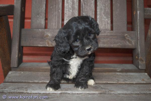 myydään Cockapoopennut www.koiratori.com-ilmoitus Varattavissa Suomessa 12.3.2026 syntyneet cockapoopennut. Pentuja syntyi kuusi, varattavissa vielä yksi narttu ja kaksi urosta. Pentujen emä on jo itsessään cockapoo (amerikancockerspanieli x keskikokoinen villakoira) ja pentujen isä kääpiövillakoira, joten pennuissa on 75 % villakoiraa ja 25 % amerikancockerspanielia. Molemmat vanhemmat ovat oikein sympaattisia koiria ja ovat myös nähtävillä meillä. Pentujen karva tulee muistuttamaan melko paljon villakoiran karvaa (ei irtoa) ja se vaatii trimmausta ja hoitoa. Pentujen odotettavissa oleva aikuiskoko on noin 8-9 kiloa.Pennut luovutetaan 30.4.2026 jälkeen eläinlääkärin tarkastamina ja mikrosiruttamina sekä useaan kertaan madotettuina ja rekisteröityinä.Pentuihin pääsee tutustumaan sopimuksen mukaan. Pennut tottuvat meillä toisiin koiriin ja lapsiin, ne ovat käytännössä myös sisäsiistejä luovutusikäisinä. Pennun hinta on 2000 €, josta varausmaksu on 400 €. Varausmaksua ei palauteta, mikäli ostaja peruu kaupan.Jos kiinnostuit pennuista, tutustu kotisivuihimme ja katso sieltä lisäkuvia. Lisäilemme kotisivuille kuvia pentujen kasvaessa.Kasvatustoimintamme on yritysmuotoista, joten ostamalla pennun meiltä turvanasi on kuluttajansuoja. Lisäksi tiedät, että kasvatus on vastuullista ja verot yritystoiminnasta maksetaan Suomeen.Ota rohkeasti yhteyttä, mieluusti soittamalla tai sähköpostitse ja tule tutustumaan =)