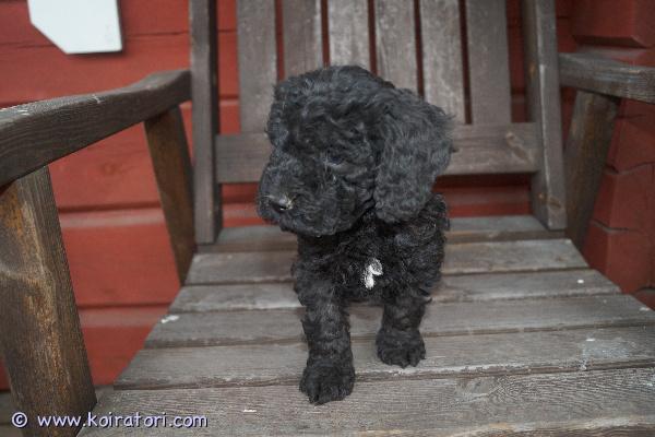 myydään Cockapoopoika www.koiratori.com-ilmoitus Viimeisimpänä muttei suinkaan vähäisimpänä vielä yksi urospentu vapaana Suomessa 9.3.2026 syntyneestä cockapoopentueesta. Pentujen odotettavissa oleva aikuiskoko on noin seitsemän-kahdeksan kiloa. Pennuissa on 1/4 amerikancockerspanielia ja 3/4 villakoiraa; pentujen emä on cockapoo (amerikancockerspanieli x keskikokoinen villakoira) ja isä kääpiövillakoira. Cockapoota pidetään allergiaystävällisenä yhdistelmänä. Pennut luovutetaan 27.4.2026 jälkeen eläinlääkärin tarkastamina ja mikrosiruttamina, rekisteröityinä sekä useaan kertaan madotettuina.Pentuihin pääsee tutustumaan sopimuksen mukaan, molemmat vanhemmat (ja emän vanhemmatkin) nähtävillä. Pennut tottuvat meillä toisiin koiriin ja lapsiin, ne ovat käytännössä myös sisäsiistejä luovutusikäisinä, koska niiden kanssa harjoitellaan ulkoilua hyvin pienestä pitäen.Pennun hinta on 2000 €, josta varausmaksu on 400 €. Varausmaksua ei palauteta, mikäli ostaja peruu kaupan.Kasvatustoimintamme on yritysmuotoista, joten ostamalla pennun meiltä turvanasi on kuluttajansuoja. Lisäksi tiedät, että kasvatus on vastuullista ja verot yritystoiminnasta maksetaan Suomeen.Tutustu kotisivuihimme (siellä myös lisäkuvia) ja ota yhteyttä ensisijaisesti puhelimitse tai sähköpostitse.