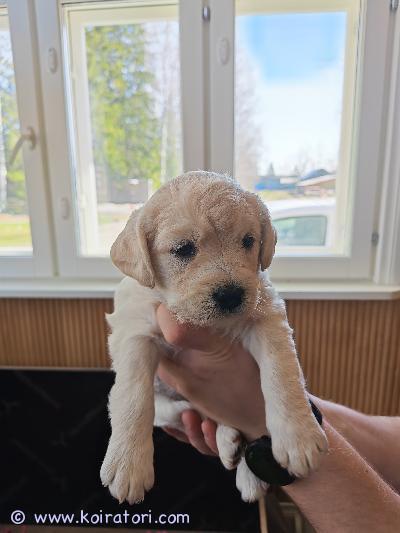 myydään labragotto www.koiratori.com-ilmoitus 22.3.2026 syntyneet labradorinnoutajan ja lagotto romagnolon risteytyspennut (ns. Labragotto).tavoitteena yhdistelmässä on lagoton tyyppinen turkki (eli allergiaystävällisempi ja vähemmän karvaa irrottava), mutta risteytyksessä ulkonäkö ja turkki voivat vaihdella yksilöittäin.luonteeltaan on odotettavissa iloisia, ihmisrakkaita ja oppivaisia perhekoiria.vanhemmat:-emä: musta noutaja, kiltti ja tasainen luonne. Paino 25 kg.-isä: lagotto, erittäin ihmisrakas ja ennakkoluuloton. Paino 18 kgpennut kasvavat lapsiperheessä.ennen luovutusta pennut:-madotetaan suositusten mukaisesti-tarkastetaan ja sirutetaan eläinlääkärin toimestarokotus 12 viikon iässä jää ostajalle.etsitään pennuille vastuullisia ja sitoutuneita koteja.kerrothan viestissäsi millainen koti sinulla on tarjota.mukaan saa pentupaketin.vapaana 1 musta narttu, 3 vaaleaa narttuavarausmaksu 250€, joka vähennetään lopullisesta kauppasummasta.sijainti: varsinais-suomi, pöytyä#koiranpentu#labradorinnoutaja#lagottoromagnolo#labragotto