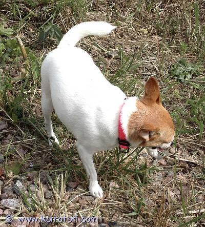 myydään toyfox www.koiratori.com-ilmoitus Upea pieni aikuinen fiksu tyttökoira etsii itselleen omaa hyvää kotia.Terve, terveystarkastettu, paperit on, sirutettu, rekisteröity, kiva luonne.Ei terveys- tai luonneongelmia. 4-vuotias. Rotunsa hieno edustaja.Terve ja kaunis tyttö. Kaikki kunnossa.Ystävällinen, ei hauku, kotikoira ja lenkkikaveri, käyttäytyy hyvin, oppivainen, ei rähise, ei arka, osaa olla yksin ja seurassa, tykkää ihmisisistä ja seurasta.Lyhyt, helppo turkki. Paino noin 4 kg, säkä 28 cm.Kerron mielelläni lisää.Tule tutustumaan ennen kun mietit varaamista.