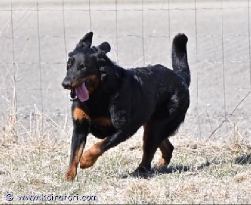 myydään beauceron www.koiratori.com-ilmoitus Kotia etsii 2,5v beauceron narttu. vilkas ihmisiä rakastava koira. ei ensimmäiseksi koiraksi, ei kerrostaloon ei nartun kaveriksi eikä kissoja. asialliset tiedustelut säpolla.