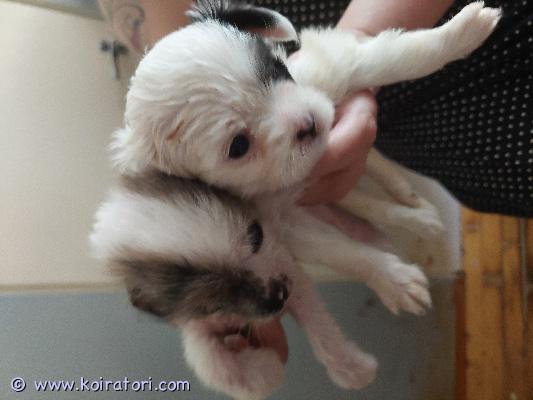 myydään chihumix www.koiratori.com-ilmoitus Chihumixpojat arttu ja masa. Arttu on pitkäkarvainen ja masa on naku, irokeesillä. Poikien rotuina 50%chihua, 25% japanese chin ja 25% kiinanharjakoira 