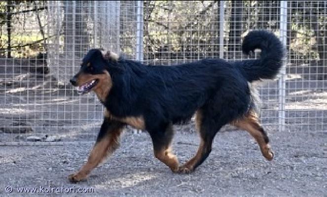 myydään seropi www.koiratori.com-ilmoitus Yksi vuotias seropipoika kaipailee omaa vahdittavaa pihaa, sohvaa ja kainaloa. ei ensimmäiseksi koiraksi eikä uroksen kaveriksi. Vilkkas ja ahne, oman ihmisen koira joka ei välitä vieraista. Sopivasti itsepäinen murunen. lisätiedot säpolla. 