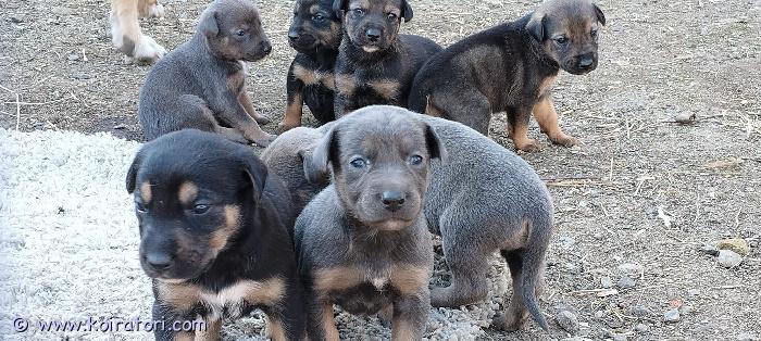 myydään sakemanni/dobberi www.koiratori.com-ilmoitus Sakudobberi mix1.4 syntyneet,osa vielä vailla liikunnallista  kotia jossa tarjolla rajat ja rakkautta,lähtevät useasti madotettuna ja eläinlääkärin siruttamina tarkastamina .sijaitsevat satakunnassa jonne heihin voi tulla tutustumaan ,soitot 046-5532386