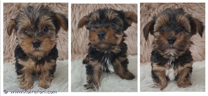 myydään Yorkshirenterrieri  www.koiratori.com-ilmoitus Pienikokoiset yorkkipojat Jake, Jason sekä Jack ovat kesäkuun alkupuolella valmiit lähtemään omiin koteihinsa. Mahdollisesti myös erittäin pienikokoinen poikien sisko, ainoa narttupentu, etsii kotia. Ihmisläheiset, kiltit ja hauskat pennut. Pentujen vanhemmat ovat polvitarkastettuja, terveitä rotunsa edustajia. Luovutukseen mennessä pennut on madotettu useasti, rokotettu, sirutettu, eläinlääkäritarkastettu x 2 sekä rekisteröity! Pennut ovat syntyneet lapsiperheen touhukkaaseen arkeen ja kasvaneet tottuen kaikenlaiseen - myös toisiin koiriin ja kissaan. Mikäli etsit iloista yorkkipentua niin ota yhteyttä numerosi kera, kun kaikinpuolin koiranhankinta on varma päätös ja taloutesi on kunnossa. Ei osamaksumahdollisuutta eikä sijoitukseen.