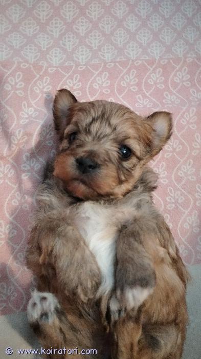 myydään kääpiökoira www.koiratori.com-ilmoitus Varattavissa 25.3.2026 Suomessa syntyneet kahden rodun suloiset mix-pennut. Vanhemmat ovat allergiaystävällistä rotua. Pennuista tulee sosiaalisia, leikkisiä ja lempeitä kuten ovat vanhemmatkin. Kooltaan 3-4 kg. Luovutus 14.5.2026 alkaen lääkärin tarkastamana, sirutettuna, rekisteröitynä sekä asianmukaisesti madotettuna.Ota rohkeasti yhteyttä ja kerro samalla itsestäsi!