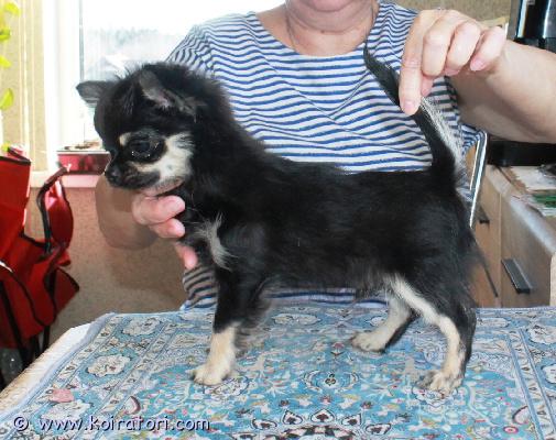 MYYDääN chihuahua www.koiratori.com-ilmoitus Kennel  - philfort - uros chihuahua pentu, pitkäkarvainen, syntynyt 27.12.2025. Hänellä on fci - lkf sukutaulu. Pentu on virheetön, terve, iloinen, täysin rokotettu, hoidettu helminttien varalta. Sijaitsee riiassa, voimme tuoda sen tallinnaan.