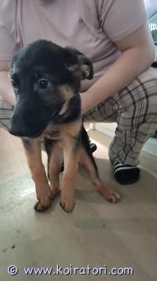 myydään saksanpaimenkoira www.koiratori.com-ilmoitus 20.01.26 syntyneet saksu neidit etsivät omaa kotia ja omaa ihmistä. Eläinlääkärin tarkastamia ja siruttamia. Terveys ok. Lisätiedot saat soittamalla. Ei sähköposteja. 0449544840. Koiran hinta on 1300 euroa. Vain käteismaksu.