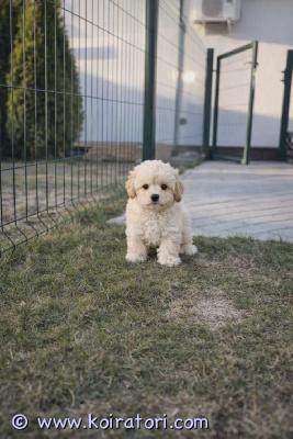 myydään maltipoo www.koiratori.com-ilmoitus Maltipoo uros ja narttupentu vapaana. Pennut on aktiivisia, terveeksi todettu el toimesta . Moneasti madotettu, sirut, eu rokotuspassit, annettu nelosrokote, kaikki teädöt merkattu uuteen eu passiin. Vanhemmat polvitarkastettu kääpiövillakoira ja malta koira. Pennut tottunut arjen ääni, toisiin samassa talossa asuvia aikuisia koiria, tutustunut pihalla olo, leikkinyt pikkulasten kans, kysy lisä