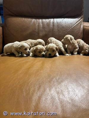 myydään maltipoo www.koiratori.com-ilmoitus Kauniit maltipoo pennut saatavilla.meillä on 5 ihanaa maltipoo pentua etsimässä rakastavia koteja, 2 poikaa ja 3 tyttöä. Pennut ovat syntyneet 10.03.2026 ja ovat valmiita luovutukseen 05.05.2026, kun ne täyttävät 8 viikkoa.molemmat vanhemmat ovat terveitä, pienikokoisia ja hyväluonteisia koiria. Ne on tarkastettu ja todettu terveiksi. Myös pennut ovat terveitä, virkeitä ja kehittyvät hienosti. Kaikki pennut on tarkastanut eläinlääkäri ennen luovutusta.pennut luovutetaan rokotettuina, sirutettuina, madotettuina sekä terveystodistuksen ja passin kanssa. Ne kasvavat rakastavassa kotiympäristössä, tottuneina arjen ääniin, muihin koiriin ja ihmisiin. Pennut ovat sosiaalisia, leikkisiä ja tottuneita myös automatkoihin. Olemme aloittaneet niiden kanssa perusrutiinien harjoittelun.maltipoo on älykäs, hellä ja ihana perhekoira. Jos etsit tervettä ja rakastettavaa pentua perheeseesi, ota rohkeasti yhteyttä lisätietoja, kuvia tai videoita varten.