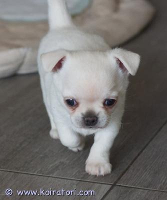 myydään chihuahua www.koiratori.com-ilmoitus Myydään lyhytkarvaista chihuahua pentu.pennut ovat syntyneet 04.03.2026 happy fantasy kennelissä tallinnassa. Pennut ovat sirutettuja, rokotettuja, rekisteröidään eestin kennelliittoon ja pennuilla on myös eu-passit joten niiden kanssa pystyy matkustamaan. Pennuilla on 6x6 saksipurenta. He ovat sosiaalisia ja rohkeita. Pentujen vanhemmat ovat polvet 0/0 ja 0/0. Pentujen isä: est  lt ch vinzenta temi valiant gio philippe. Pentujen äiti:happy fantasy hera. 