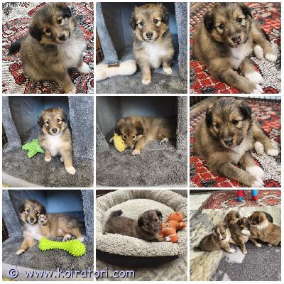 MYYDääN sheltie puppy www.koiratori.com-ilmoitus The kennel is reserving a sable shetland sheepdog puppy. Female, cherry.born on 16.03.2026.always positive, playful, attentive, strong, with a good appetite and bright eyes. She will be a standard size puppy and small.she will be ready for her new home in mid-may.by that time, she will have an ekl/fci pedigree, a european passport, a microchip, age-appropriate vaccinations, and a sales contract.her parents are show dogs and have been health tested.i have whatsapp and viber.kennel varaa soopelin värisen shetlanninlammaskoiran pennun. Narttu, cherry.syntynyt 16.03.2026.aina positiivinen, leikkisä, tarkkaavainen, vahva, hyvällä ruokahalulla ja kirkkailla silmillä. Hän on normaalikokoinen pentu ja pieni.hän on valmis uuteen kotiinsa toukokuun puolivälissä.siihen mennessä hänellä on ekl/fci-sukupuu, eurooppalainen passi, mikrosiru, ikätasoiset rokotukset ja kauppasopimus.hänen vanhempansa ovat näyttelykoiria ja heidät on terveys tarkastettu.minulla on whatsapp ja viber.