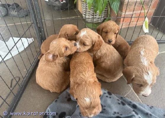 myydään cockapoo www.koiratori.com-ilmoitus Kaunis pentue cockapoo-pentujaesittelemme ilolla ihastuttavan cockapoo-pentueemme, joka on nyt 7 viikon ikäinen ja voi erinomaisesti. Pennut ovat syntyneet 11. Maaliskuuta 2026 ja kasvaneet rakastavassa perheympäristössä lasten ja muiden koirien kanssa, minkä ansiosta ne ovat sosiaalisia, tasapainoisia ja hellyyttäviä seuralaisia.pentueessa on 4 urosta ja 2 narttua, joilla jokaisella on oma ainutlaatuinen luonteensa.molemmat vanhemmat ovat terveitä ja hyvin hoidettuja — emä on puhdasrotuinen vaalea cockerspanieli ja isä punainen kääpiövillakoira.ennen luovutusta pennut:- eläinlääkärintarkastetaan- madotetaan- mikrosirutetaan- saavat ensimmäisen rokotuksensapennut ovat valmiita uusiin koteihinsa 8 viikon iässä alkaen 6. Toukokuuta 2026.etsimme pennuille vastuullisia ja sitoutuneita koteja, joissa niistä pidetään hyvää huolta.saatavuus:- kultapantainen uros – varattu- vihreäpantainen uros – vapaa- vaaleanpunapantainen narttu – vapaa- oranssipantainen narttu – vapaa- sinipantainen narttu – vapaa- liilapantainen narttu – vapaalisätietoja saat ottamalla yhteyttä.